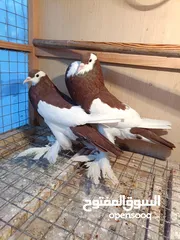  1 زوج نفاخ معجوني مسوبع