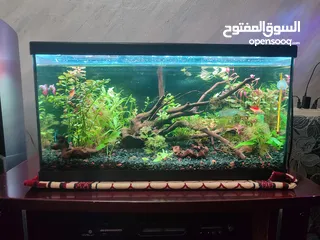  3 حوض نباتات اجنبي كريستال اكوائيل تحفه فنيه