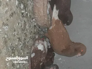  1 طيور حمام للبيع