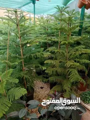  26 ركن المنزل لخدمات الزراعة العامة وتنسيق الحدائق وصيانتها مع خدمة التوصيل لكافة محافظات المملكة