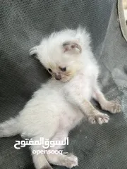  9 خمس قطط للبيع