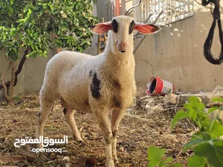  7 خروف نخب النخب