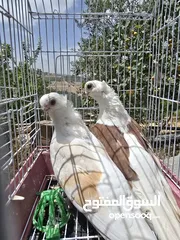  12 حمام اوزبيك روسي  وكالوت  نخب النخب