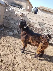  2 ثني  البيع  كفالة هداد