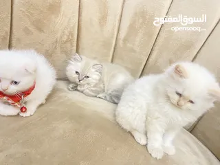  9 قطط راقية للبيع قابل للتفاوض – صحة، نظافة، ومرح  كتن  قطط سكوتش فولد مكي همالايا  العمر شهر ونص