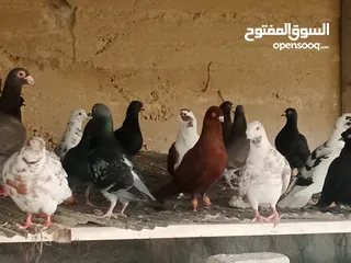  3 انواع حمام مشكلة للبيع