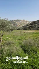  6 قطعة نص دونم دورا