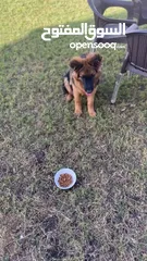  12 German Shepherd puppy (female)