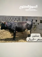  1 ثيران للبيع