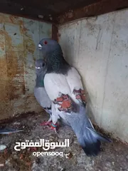  3 جواز للبيع