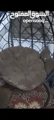 2 مرجيحة عش البلبل حجم كبير للبيع