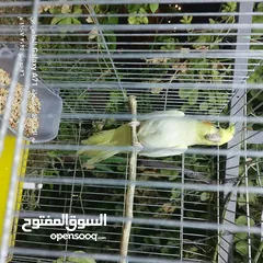  2 كوكتيل للبيع