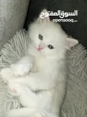  2 قطط بيض شيرازي بيور