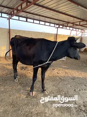  1 بقره نمساوي مع ولدها عجل للبيع