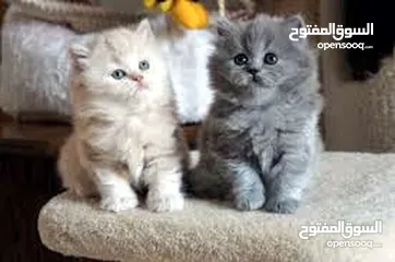 2 مطلوب  قطط للتبني