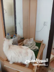  7 قطة انثى و ابنتها شينشيلا