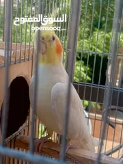  1 جواز كوكتيل بسعر حرق