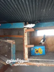  1 طواير يهوديات نخب شغلات على المضمون