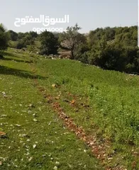  3 قطعة أرض 9 دونم مرتفعة ومطلة في محافظة عجلون / عين جنا بسعر مميز