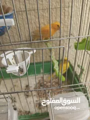  25 طيور كناري جاهزة بحالة وصحة جيدة
