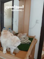  5 قطة انثى و ابنتها شينشيلا