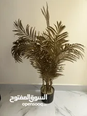  1 شجرة الفرعون النادره