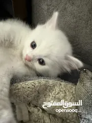  5 قط ابيض شيرازي
