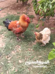  4 4 دجاجات براهما وديك