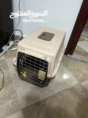  5 Scottish fold