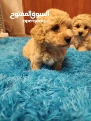  13 Toy Poodle Puppies