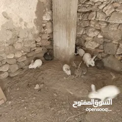  3 تسع ارانب وذكرين بناديك الماني وست جواز وفرده عمار اربع شهور بسم الله ما شاء الله