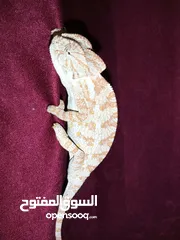  8 متوفر ضب +حرباء+شنايدر ــ»اليفات وغير مؤذى صحه ممتازة جدا المعاينه قبل الشراء الاسعار مناسبه وحرق