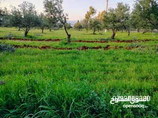  2 اجمل مزرعه بافضل سعر جاهزه مشجره منطقه دحل جرش