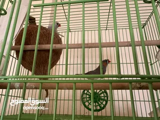  2 طيور زيبرا هولندي