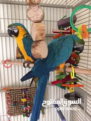  1 WHATSAPP 052.763.8320 BLUE AND GOLD MACAW PARROTS FOR ADOPTION