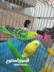  13 طيور للبيع النوع طيور الحب الأسترالي سعر الطائر الواحد 5 دنانير
