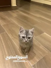  1 قطه للبيع العمر شهرين مع الأكل تاعها وحمامها القطه لايوجد لها اي أمراض أليفه