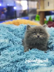  2 قطط بريتش الي بالصورة ذكر العمر شهرين شوف الريلز ، قبل ما يروح عليك العرض