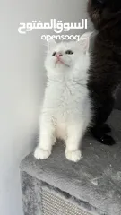  5 ماين كون Maine coon - female - white