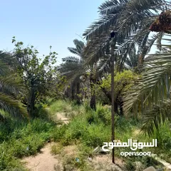  6 بستان للبيع طابو ملك صرف عراقي يحتوي على 49 نخله برحي انواع النخيل بريم برحي ام الدهن اصابع العروس