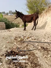  4 حمار للبيع