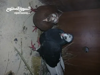  7 4 جواز شغاله  وفحل مكفوله للبيع دون الفراخ 35 دينار كوم