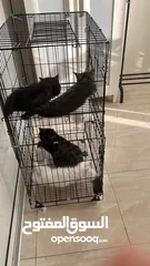  3 Cat cage fit one cat big