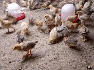  9 صوص بلدي عمر 38 يوم   صوص بلدي عمر 18 يوم