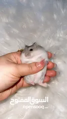  13 Baby Hamster female one month,7days
