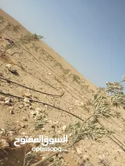  6 عشره دنمات للبيع