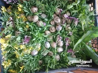  5 بيض سمان بلدي - طازج ونظيف من مزارعنا