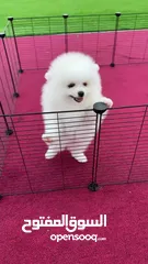  5 55days white bear face Pomeranian puppies