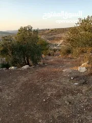  5 ارض زيتون للبيع في صوريف