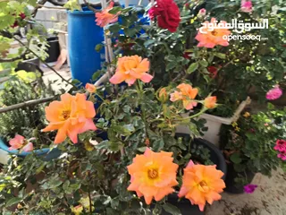  1 دجاج براهمى بزره بلديه للبيع